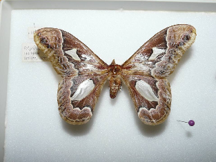 FIGURE 2f FIGURE 2f